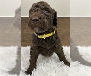 Poodle (Standard) Puppy for sale in PICO RIVERA, CA, USA