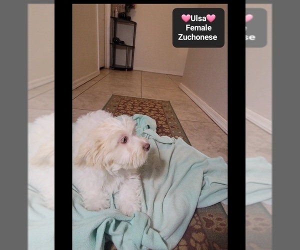 Medium Photo #3 Havanese-Zuchon Mix Puppy For Sale in TUCSON, AZ, USA