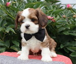 Small #2 Cava-Tzu