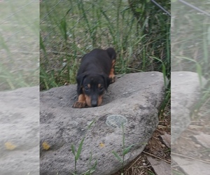 Doberman Pinscher Puppy for sale in CHEMULT, OR, USA