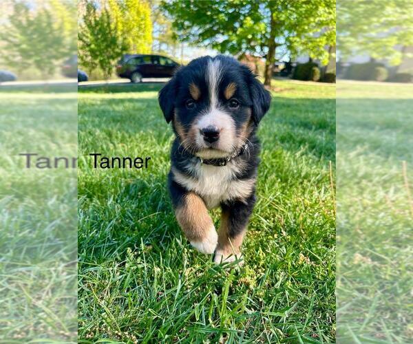 Medium Photo #6 Bernese Mountain Dog Puppy For Sale in FLOYD, VA, USA