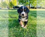 Small #5 Bernese Mountain Dog