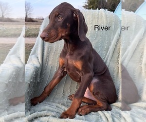 Medium Doberman Pinscher