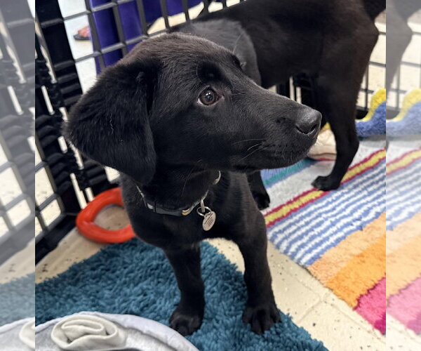 Medium Photo #5 Border Collie-Unknown Mix Puppy For Sale in Overland Park, KS, USA