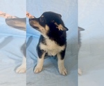 Small #7 Pomsky-Shiba Inu Mix