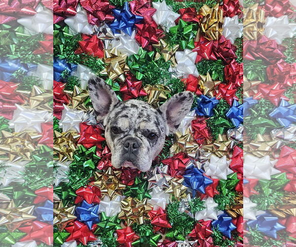 Medium Photo #2 French Bulldog Puppy For Sale in Sanford, FL, USA