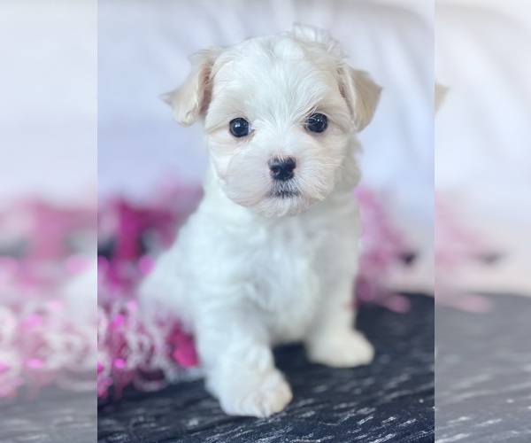 Medium Photo #5 Maltese Puppy For Sale in ROCK STREAM, NY, USA