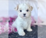 Small #4 Maltese