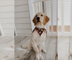 Small Photo #15 Golden Retriever Puppy For Sale in HIDDENITE, NC, USA