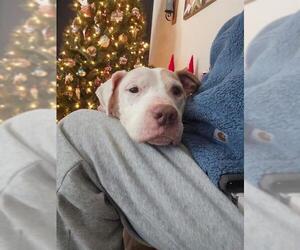 Mutt Dogs for adoption in Louisville, KY, USA