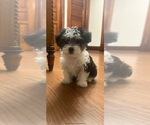 Small #1 Morkie