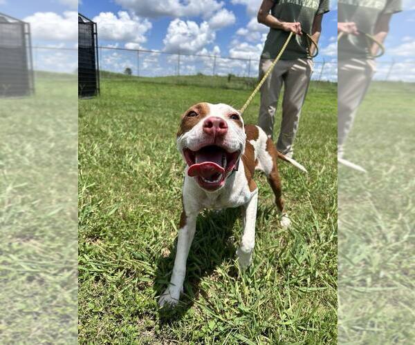 Medium Photo #4 Mutt Puppy For Sale in Abbeville, LA, USA