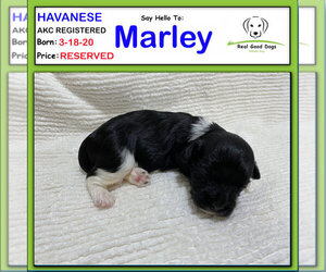 Havanese Puppy for sale in ALBION, IN, USA
