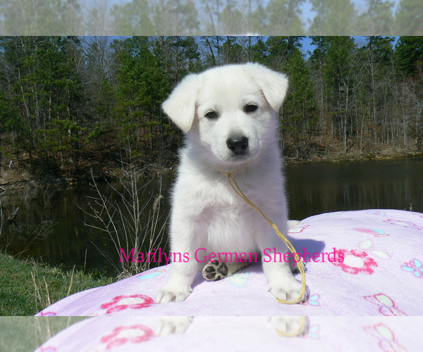 Medium Photo #2 German Shepherd Dog Puppy For Sale in PIEDMONT, MO, USA
