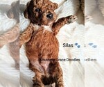 Small Photo #85 Goldendoodle (Miniature) Puppy For Sale in GASTONIA, NC, USA