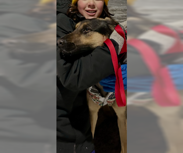 Medium Photo #8 Mutt Puppy For Sale in Minneapolis, MN, USA