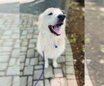 Small #3 Great Pyrenees