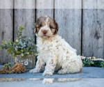 Puppy Snowball Poodle (Miniature)-Portuguese Water Dog Mix
