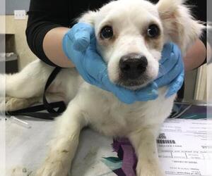 Maltese Dogs for adoption in Riverside, CA, USA