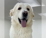 Small Great Pyrenees