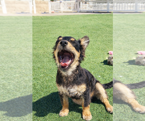 Medium Photo #4 Chihuahua-Unknown Mix Puppy For Sale in La Verne, CA, USA