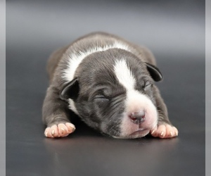 American Bully Puppy for sale in CHAMPAIGN, IL, USA