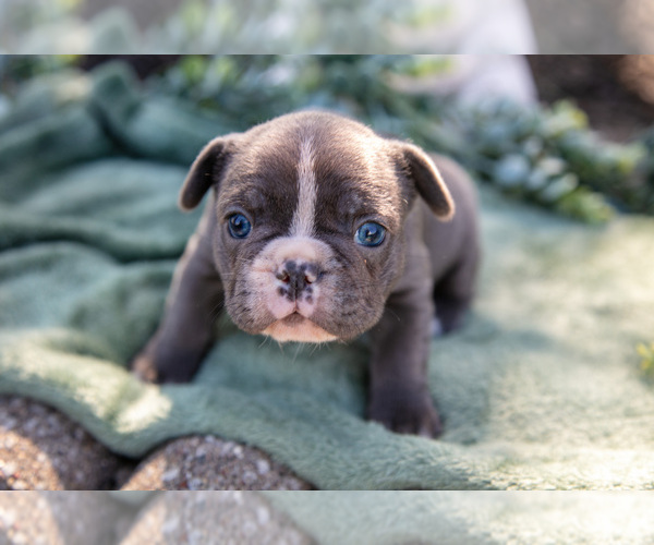 Medium Photo #4 French Bulldog Puppy For Sale in GOSHEN, IN, USA