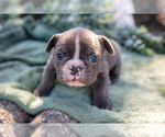 Small Photo #4 French Bulldog Puppy For Sale in GOSHEN, IN, USA