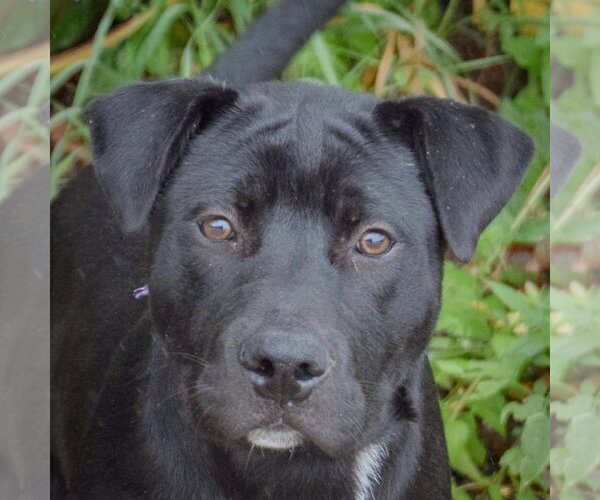 Medium Photo #7 American Staffordshire Terrier-Unknown Mix Puppy For Sale in Huntley, IL, USA