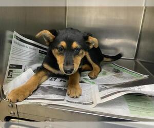 German Shepherd Dog-Unknown Mix Dogs for adoption in Visalia, CA, USA
