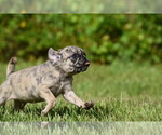 Small #3 Pug