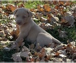 Small #8 Labrador Retriever