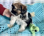 Small Photo #4 Shih Tzu Puppy For Sale in CHARLOTTE, NC, USA
