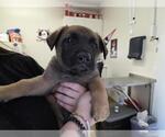 Small German Shepherd Dog
