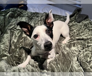 Rat Terrier Dogs for adoption in FELTON, DE, USA