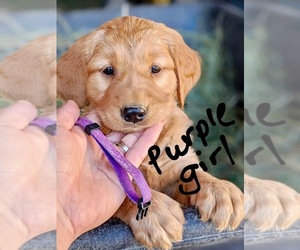 Golden Retriever Puppy for sale in MILL VALLEY, CA, USA