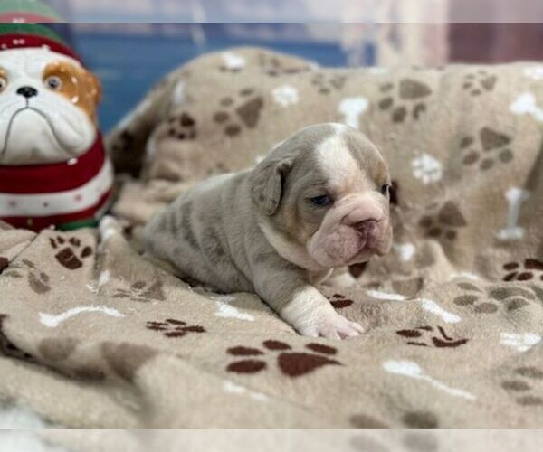 Medium Photo #6 English Bulldog Puppy For Sale in OOLOGAH, OK, USA