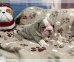Small #5 English Bulldog