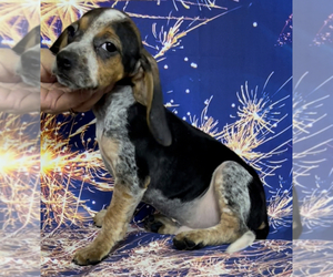 Beagle Puppy for sale in AZLE, TX, USA