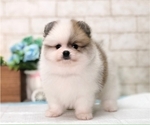 Small Photo #5 Pomeranian Puppy For Sale in DALLAS, TX, USA