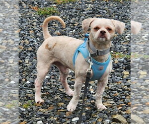 Rocky - Male Shih Tzu Dog for Adoption - Photo #2