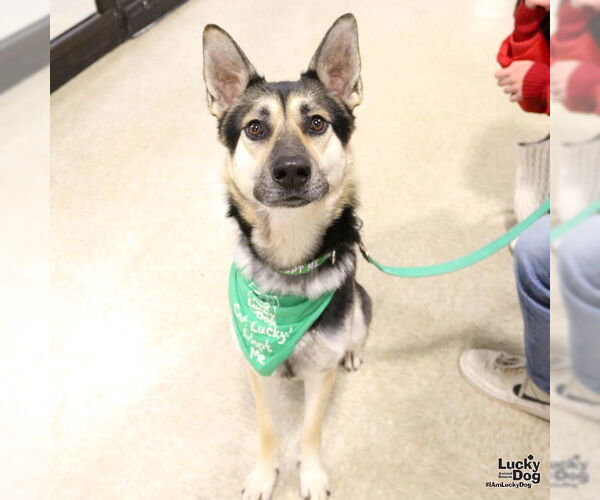 Medium Photo #9 German Shepherd Dog-Unknown Mix Puppy For Sale in Washington, DC, USA