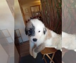 Puppy 1 German Shepherd Dog-Old English Sheepdog Mix