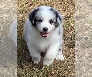 Australian Shepherd Puppy for sale in HORN LAKE, MS, USA