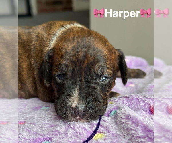 Medium Photo #1 Labrador Retriever-Unknown Mix Puppy For Sale in New York, NY, USA