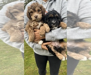 Aussiedoodle Puppy for Sale in SPANAWAY, Washington USA