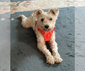 - Mix Dogs for adoption in Lenoir, NC, USA