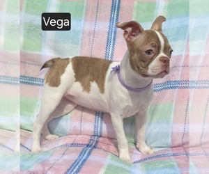 Boston Terrier Puppy for sale in MINERAL WELLS, WV, USA