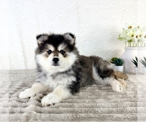 Pomsky Puppy for sale in GREENFIELD, IN, USA