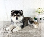 Small Pomsky